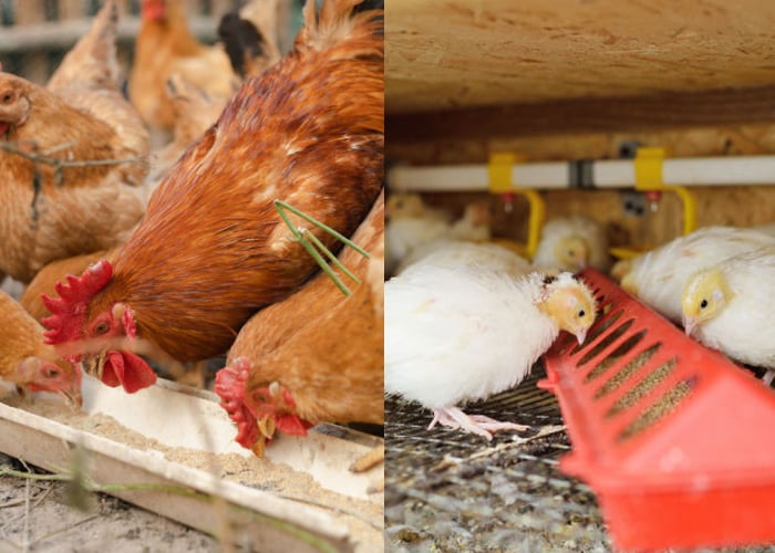 Quail vs Chickens’ Cost of Feeding