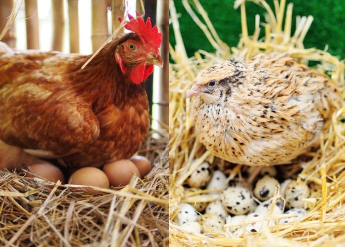 Quail egg vs Chicken egg