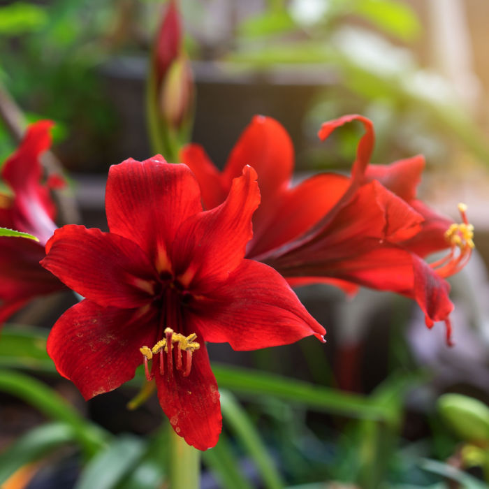 27 Flowers That Don't Attract Bees