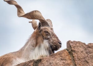 Markhor – Capra Falconeri wile goat breeds