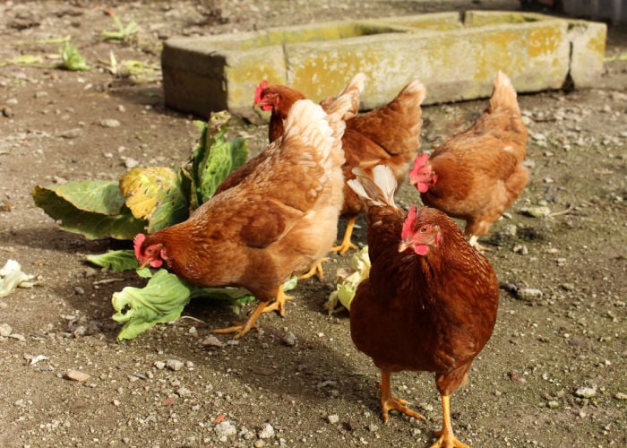 What Vegetables Can Chickens Not Eat