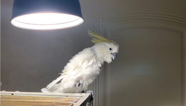 Bird Lighting: A Comprehensive Guide to This Birdcage Accessory