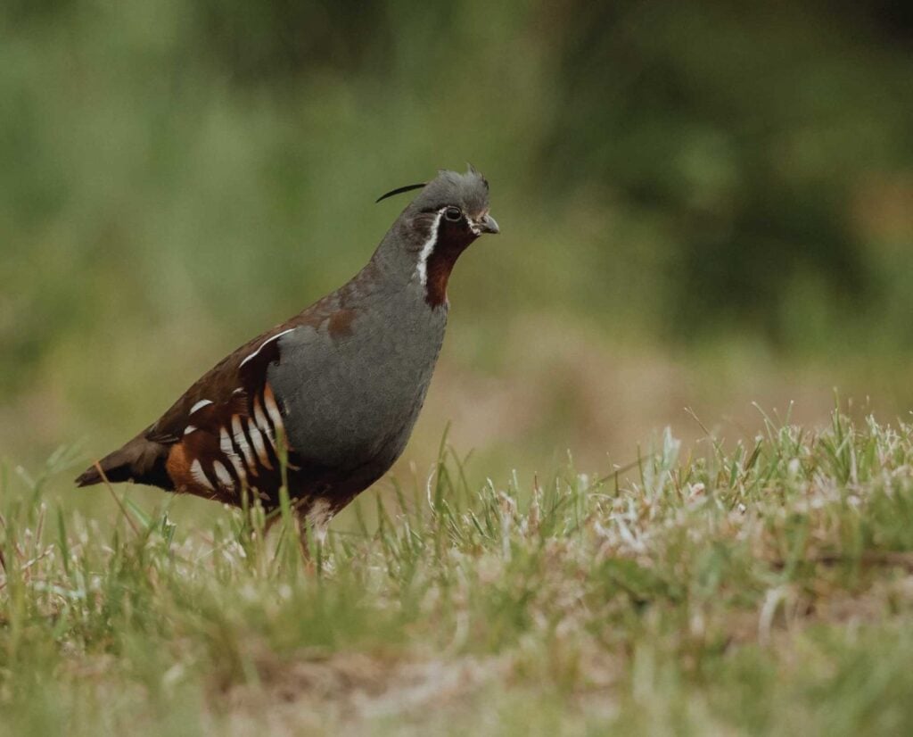 mountain quail in the wild