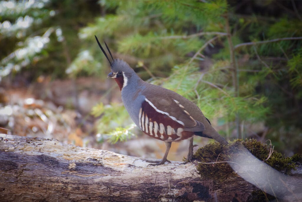 mountain quail up close
