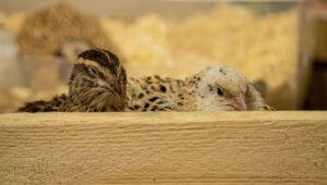 raising quails indoors
