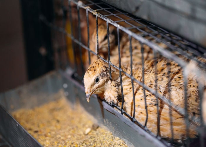 raising quails indoors in a cage