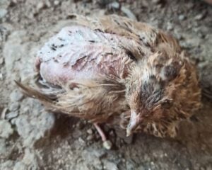 sick molting quail