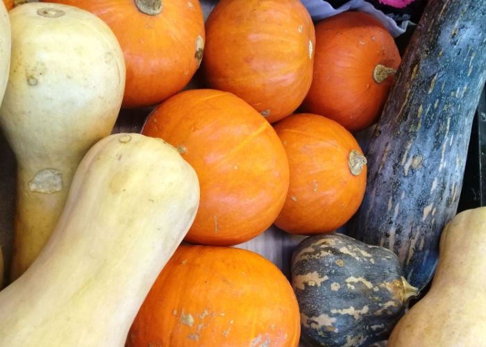 types of squash for chickens