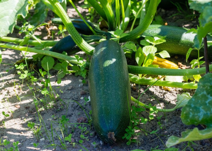 zucchini for chickens