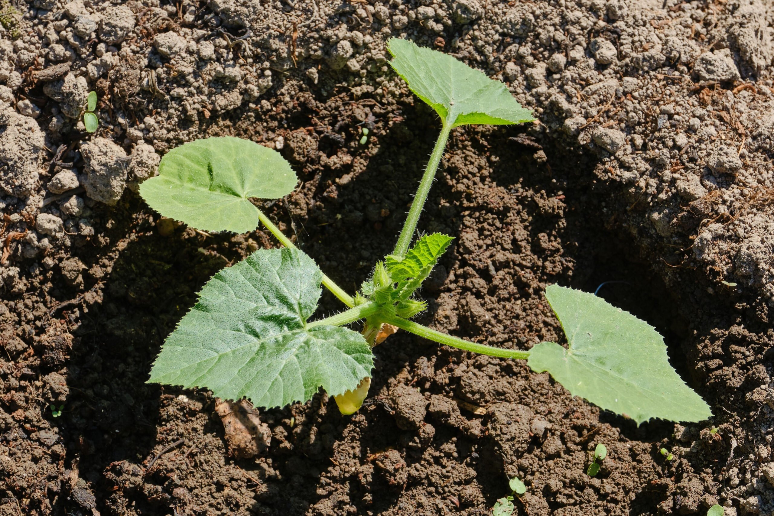 zucchini leaves for chickens