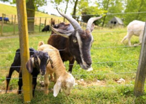 A rare Arapawa goat with kids