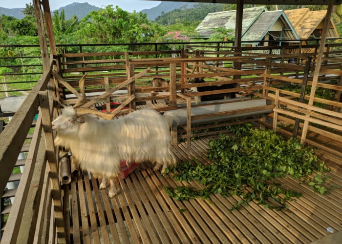 Arapawa goat in its pen