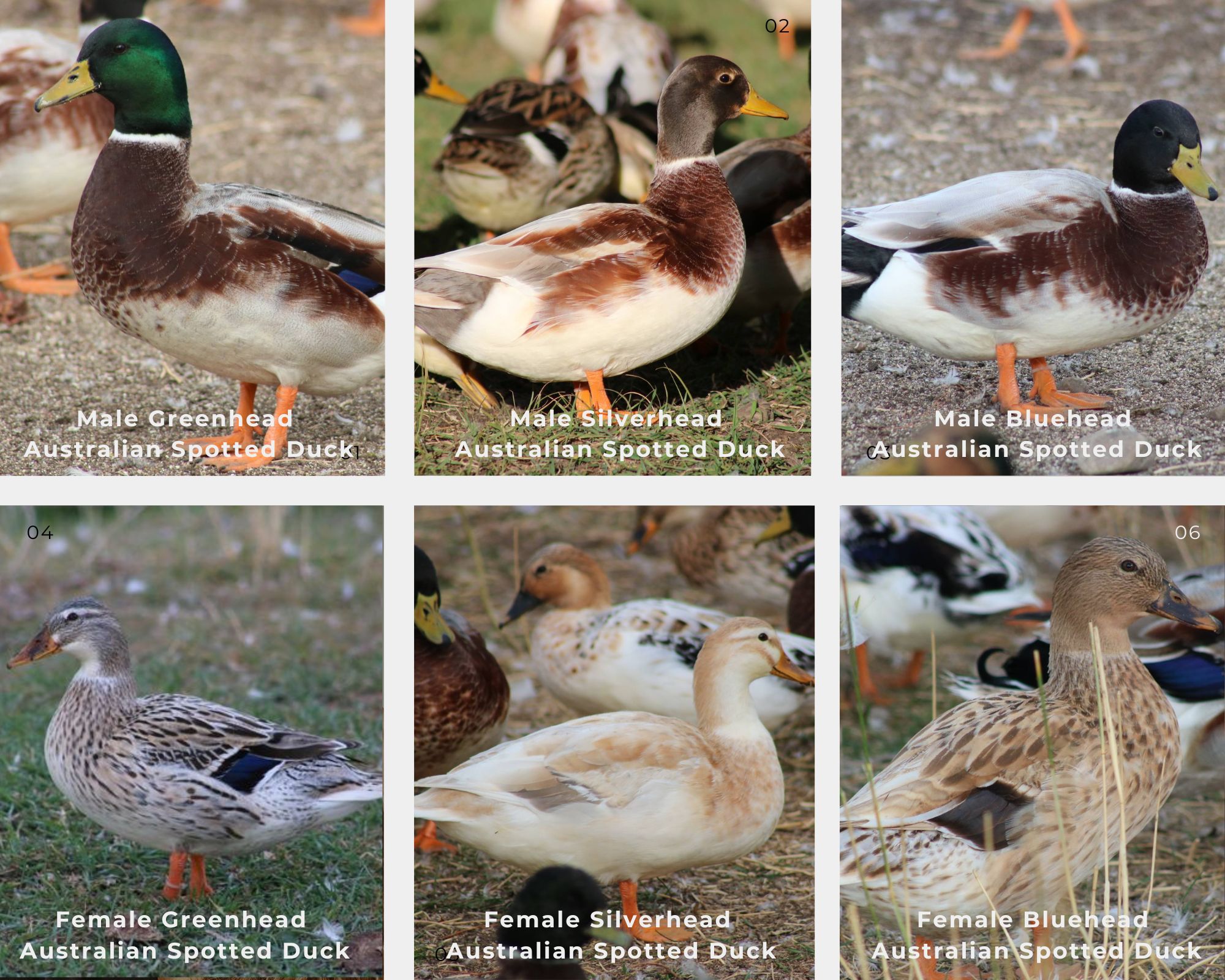 Australian Spotted Duck varieties Australian spotted ducks