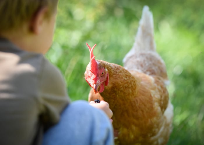 Boy feeding a chicken a blackberry