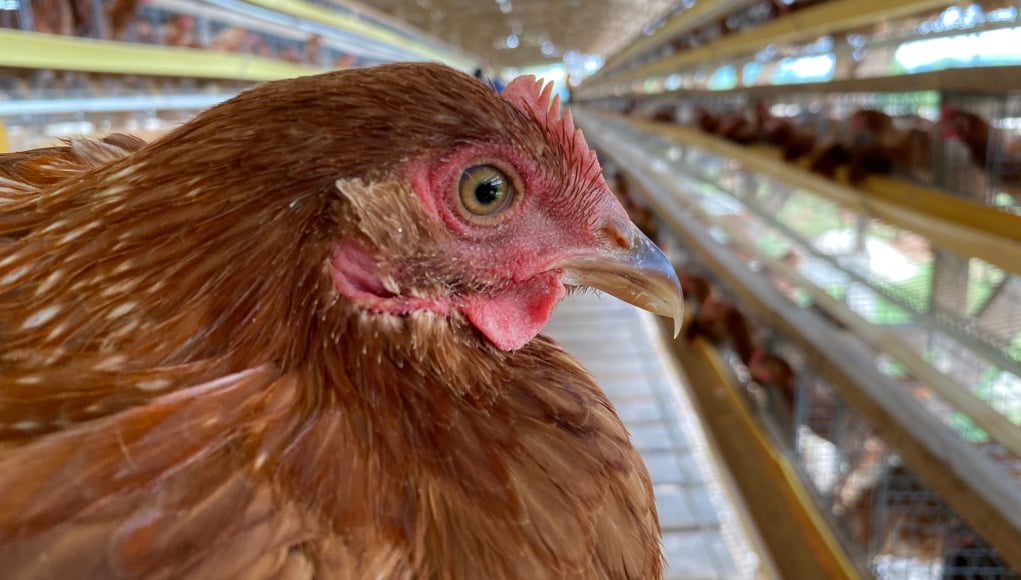 Chicken Beak Trimming