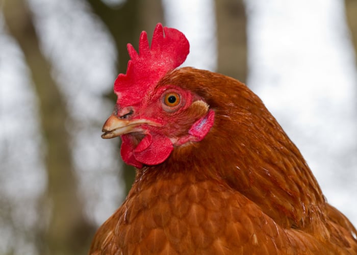 Chicken beak trim