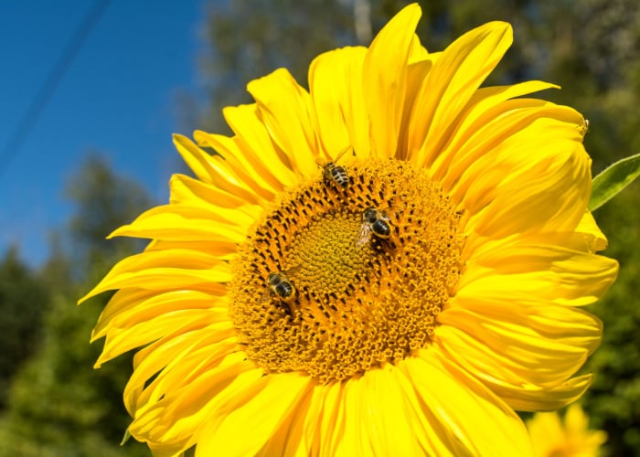 Do sunflowers attract bees