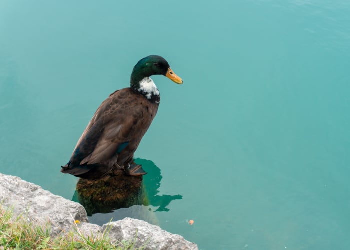 Duclair duck in the water