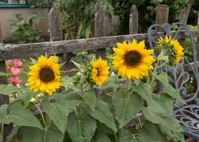 Growing sunflowers for bees