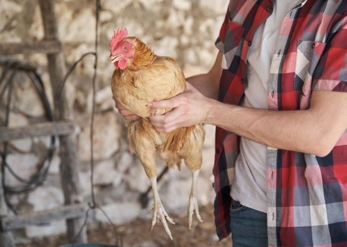 How to trim chicken beak