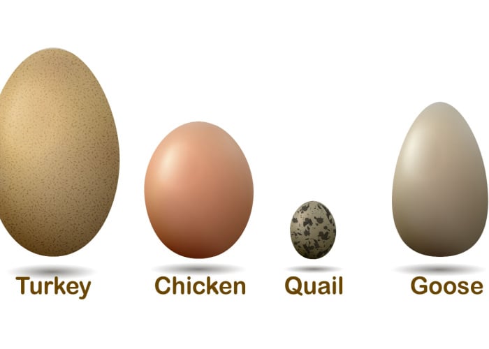 TasteAtlas - Nearly all poultry eggs are edible - from tiny quail eggs to  giant ostrich eggs. Learn about different eggs, their average size, and  their nutritional value.