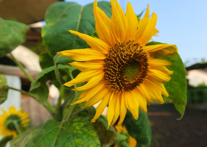 Why do bees like sunflowers