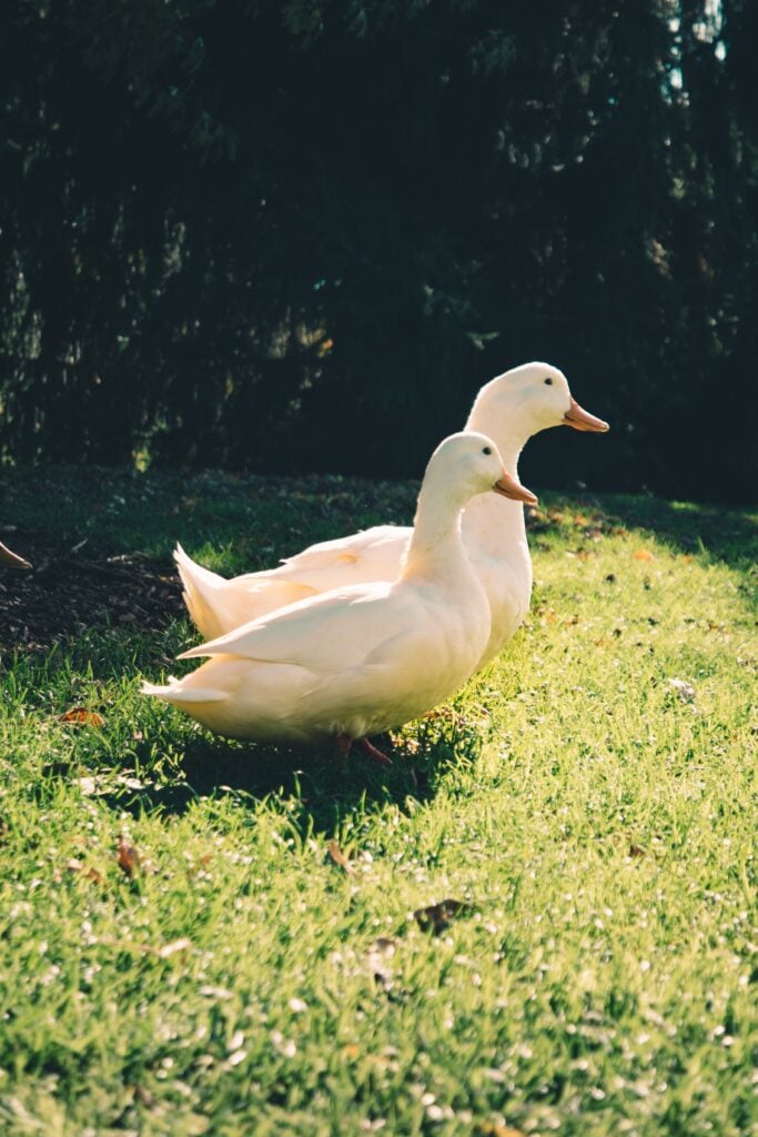Ducks need companion ducks, too, to not feel stressed and depressed.