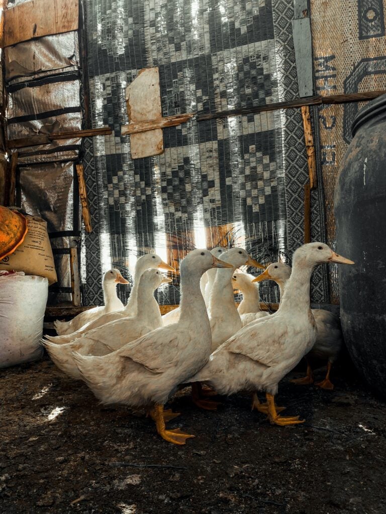 Stressed Goose