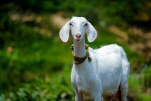 Skinny goats, or weight loss, could be a sign of anemia.