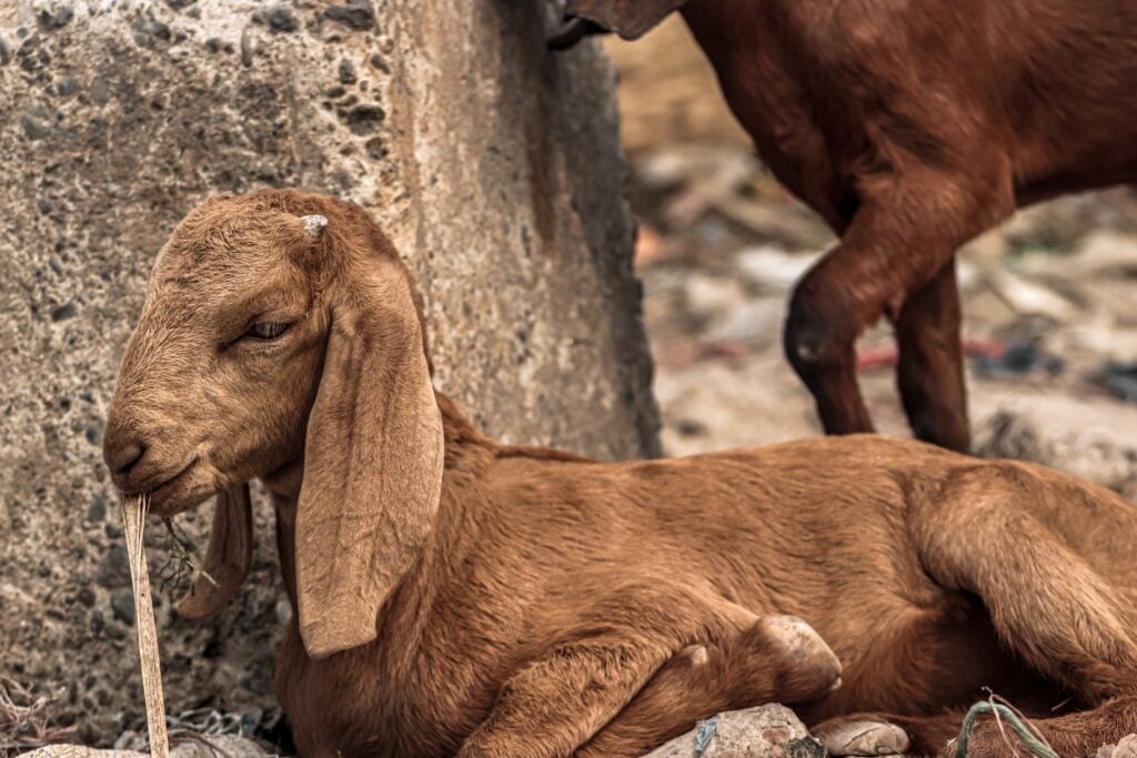 Beetal Goat Breed - Red Kid