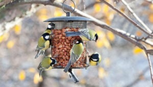 Bird feeder