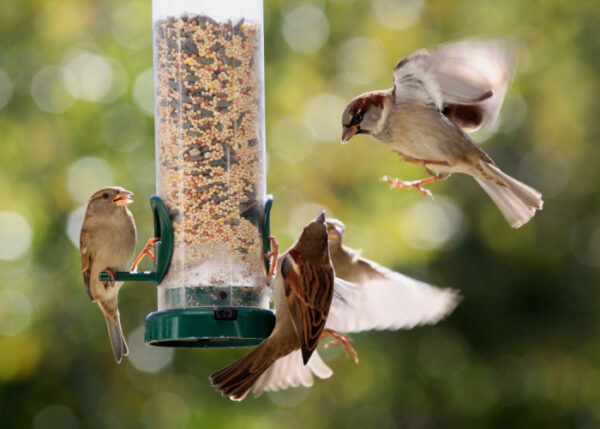 How to Choose a Bird Feeder: A Comprehensive Guide
