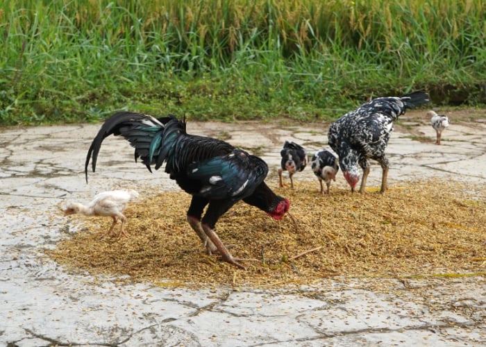 Can Chickens Eat Rice Hulls
