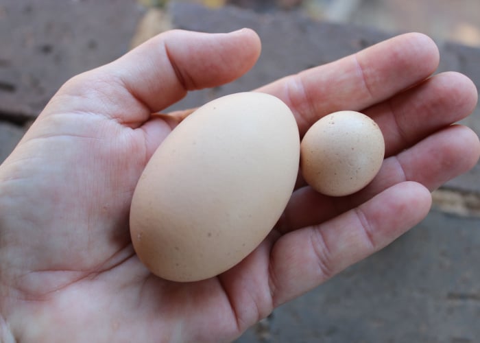 Can you eat fart eggs