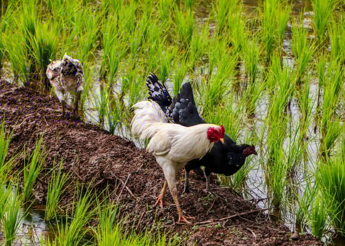 Chicken foraging for food