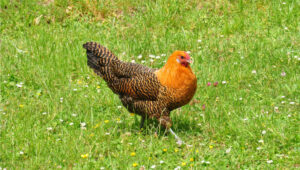 Deathlock Chicken Deathlayer Chicken Breed: Everything You Need to Know