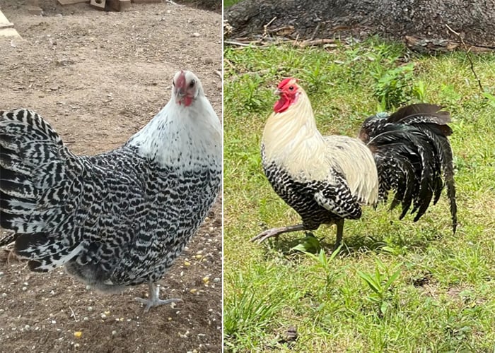 Silver Deathlayer Hen and Rooster Silver Deathlayer hen and rooster