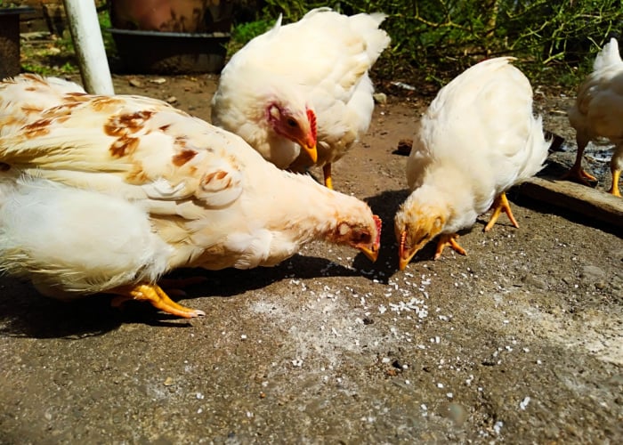 Do Chickens Eat White Rice