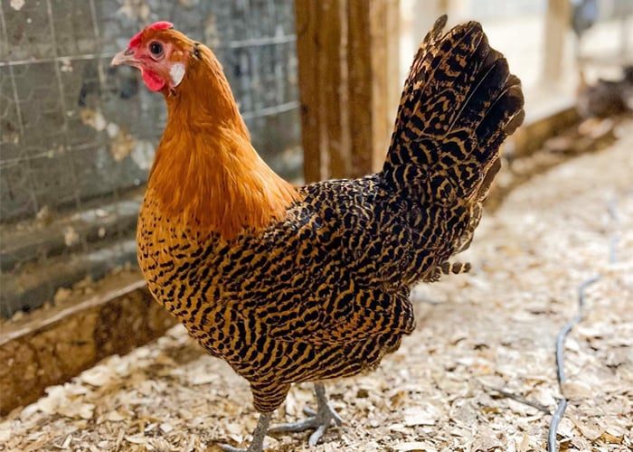 Female Golden Deathlayer Chicken Female Golden Deathlayer Chicken