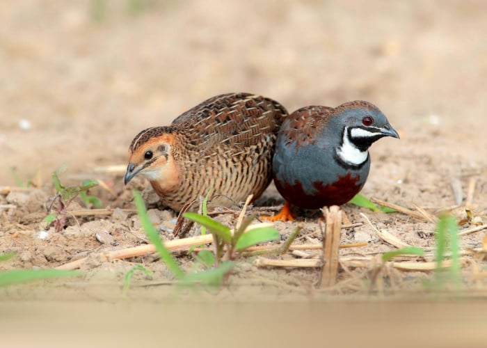 Female King Quail and Male King Quail