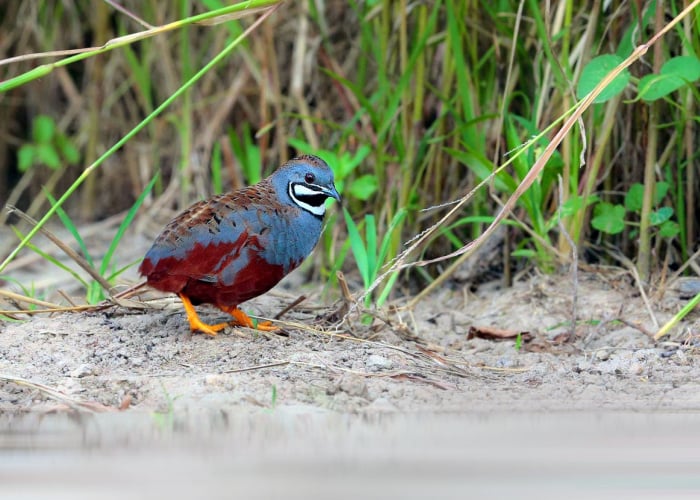 Foraging Blue-breasted Quail