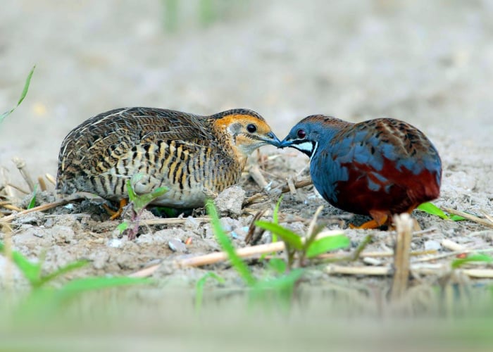 King Quail Size and Characteristics