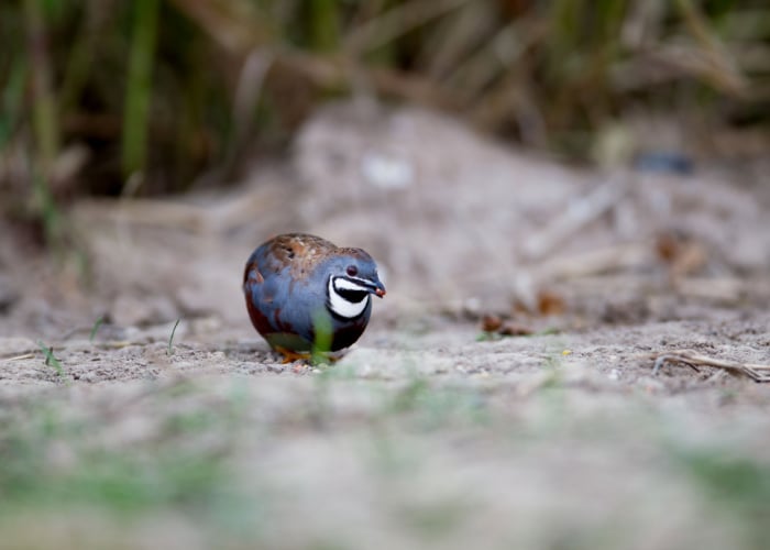 King Quail for Sale
