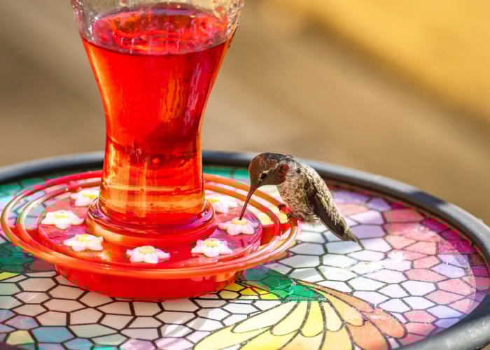 Nectar Feeder for Birds