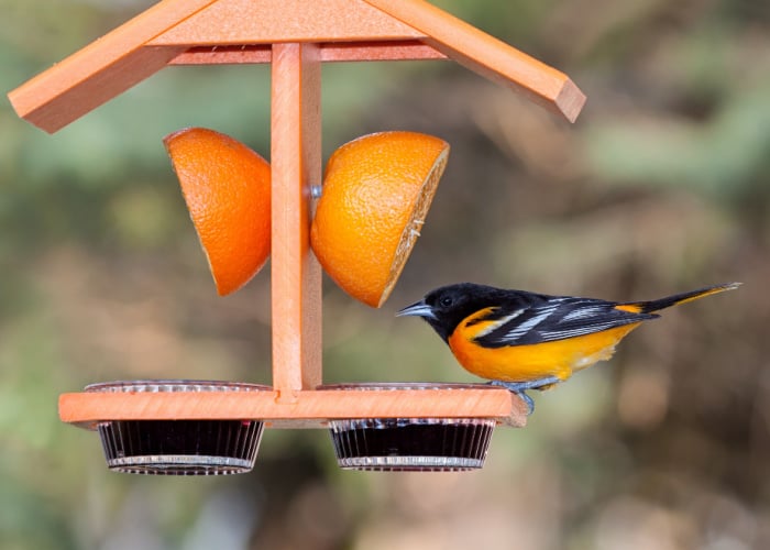Oriole Bird Feeder