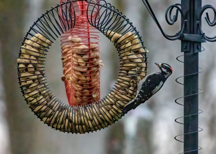 Peanut Feeders for Birds