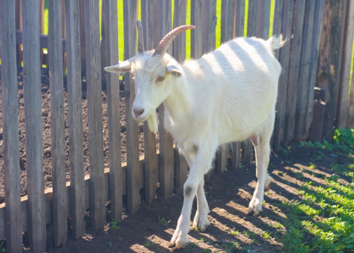 Preventing heat stroke in goats