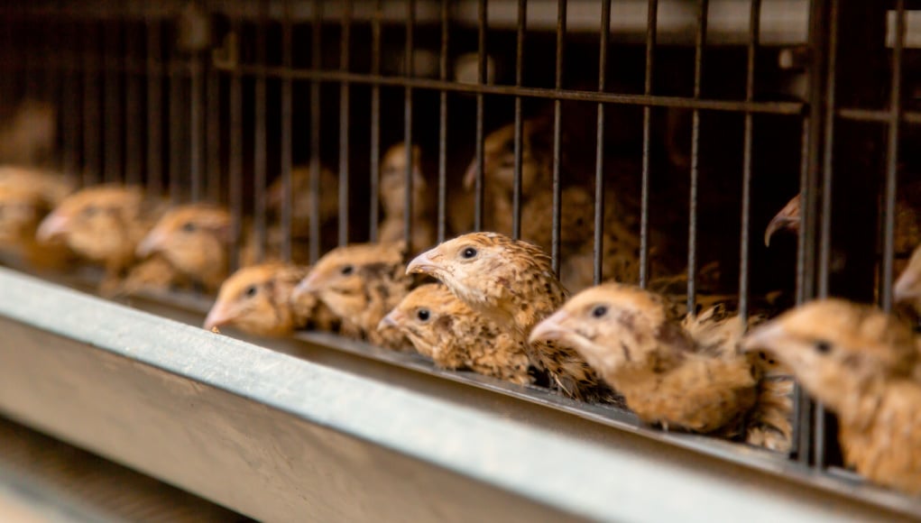 Quail raising equipment