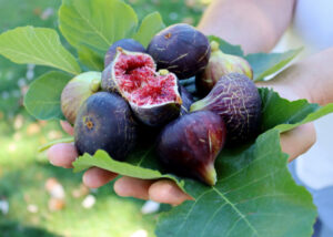Can Chickens Eat Figs? - The Happy Chicken Coop