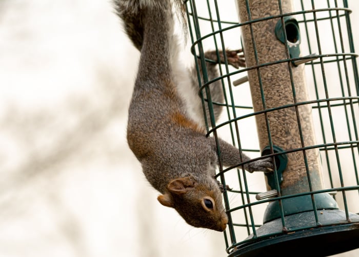 Squirrel-Proof Feeder